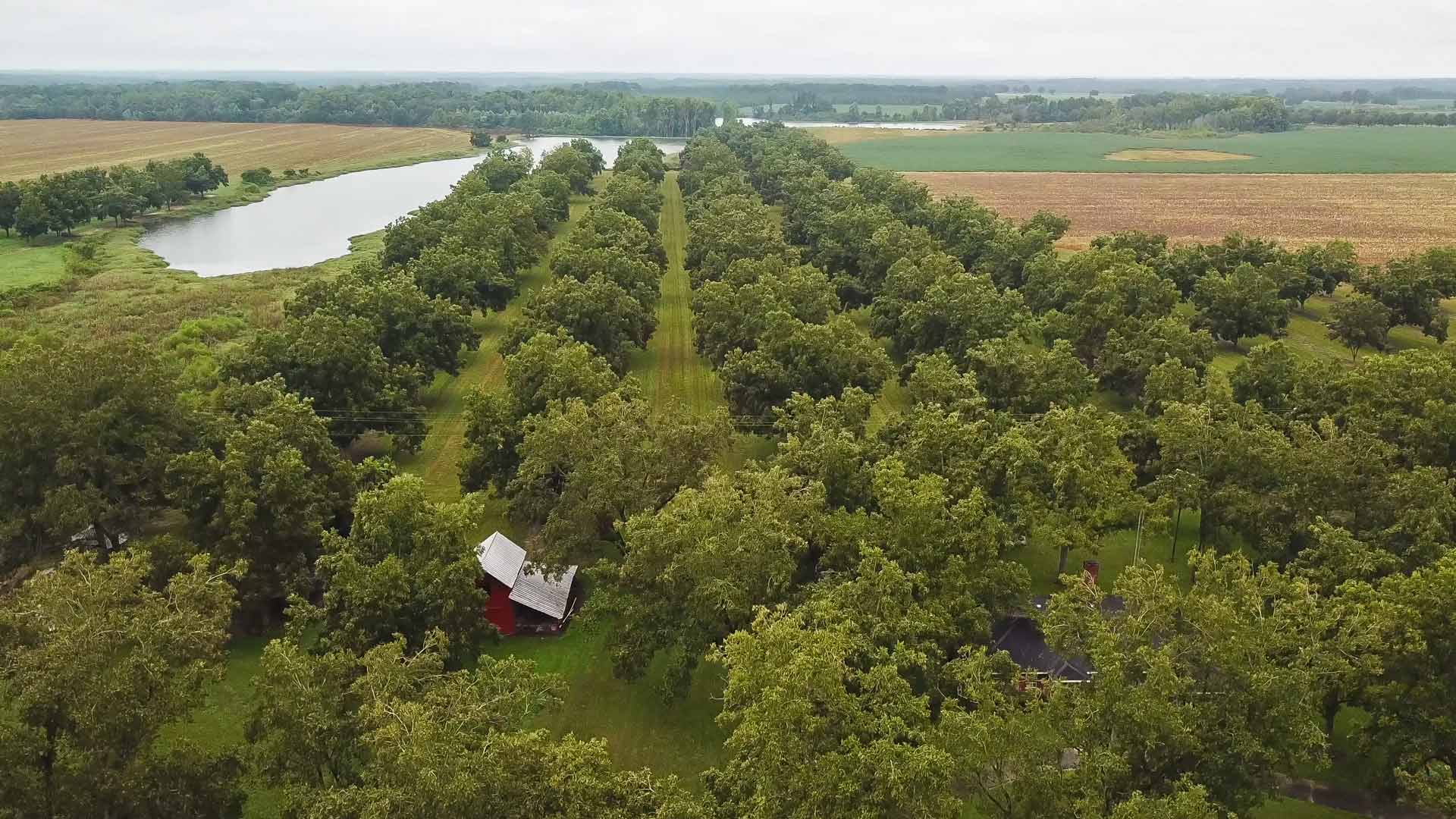 Aerial drone shot of a pecan orchard, capturing neat rows of trees from above as they extend across the landscape toward the horizon