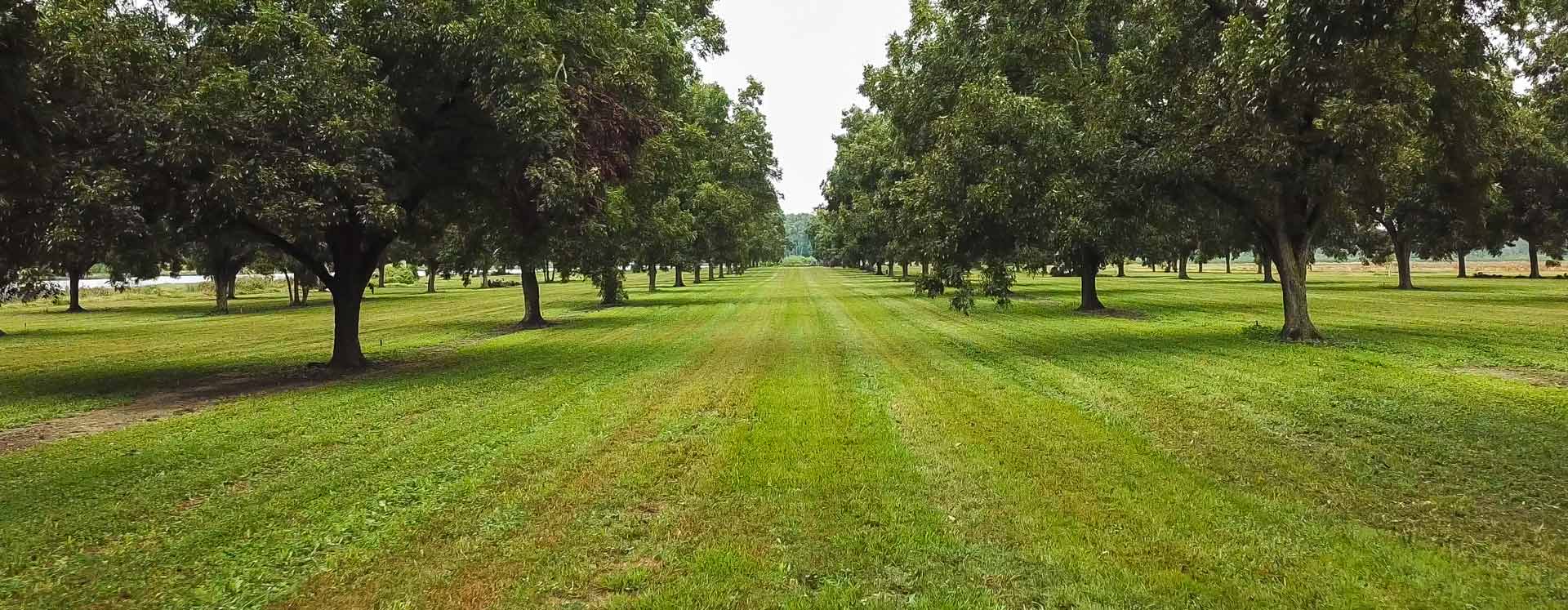 A wide landscape view of a pecan orchard with long, symmetrical rows of trees stretching into the distance toward the horizon