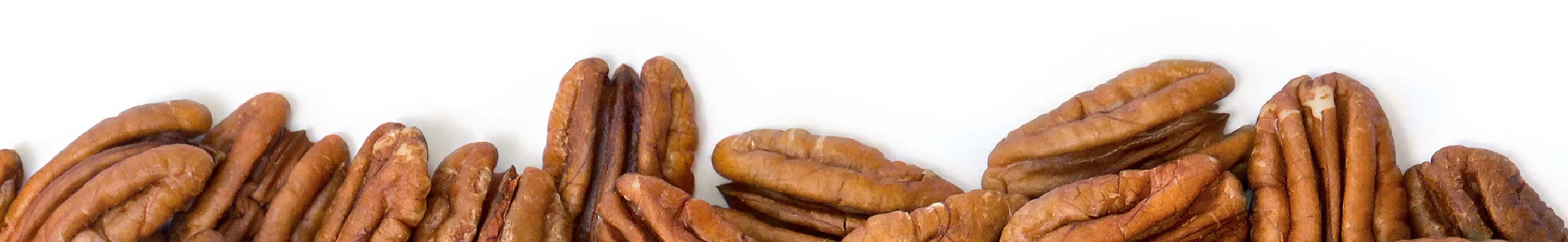 A close-up row of shelled pecan halves arranged against a clean white background